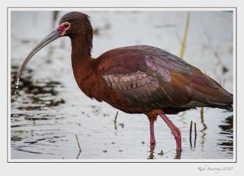 white-faced ibis 6h copy.jpg